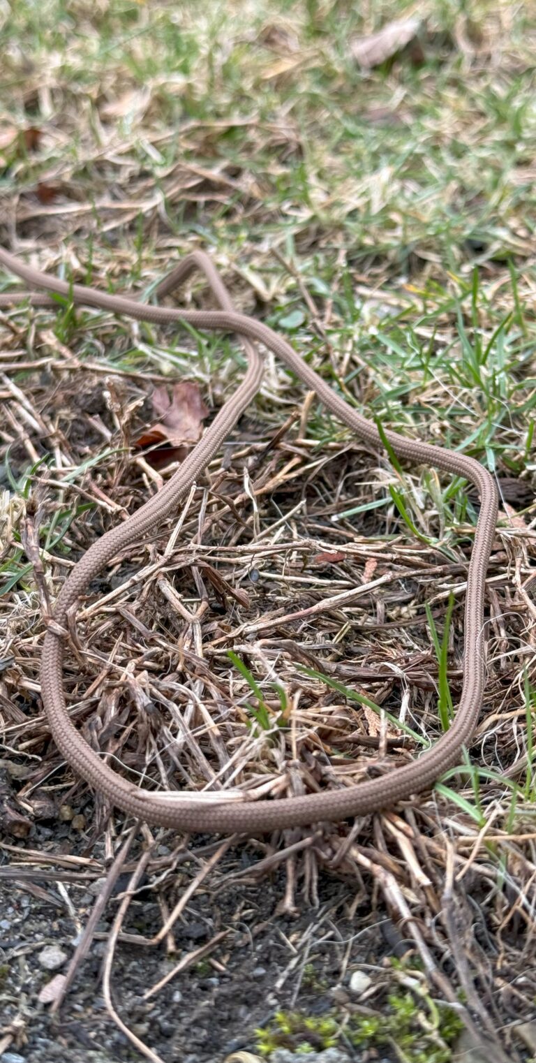 Chocolate Brown Rope 2
